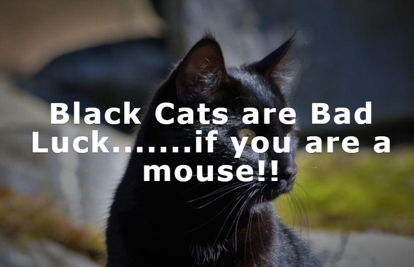 Photo of Black Cat - Black Cats are Bad Luck....If your are a mouse